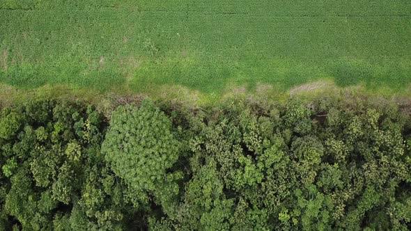 Drone reveals line between preserved Amazon rainforest and soybean fields. alt