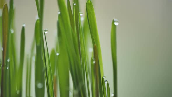 Young Sprouts Grass with Dew alt