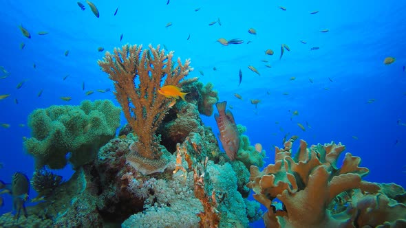 Colorful Tropical Coral Reefs alt