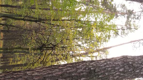 Vertical Video Autumn Forest with Trees in Ukraine Slow Motion alt