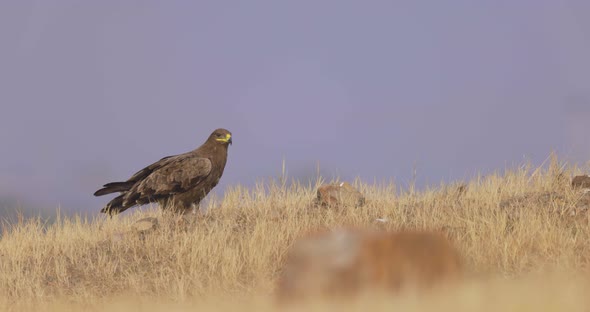 Steppe Eagle Standing On Grassy Hill At Daytime. - wide shot alt