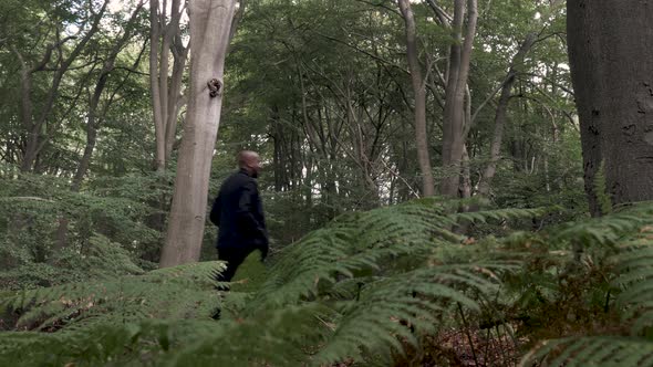 Male Walking Through Forest, Left To Right. Foreground Fern, Low Angle View, Static Shot alt