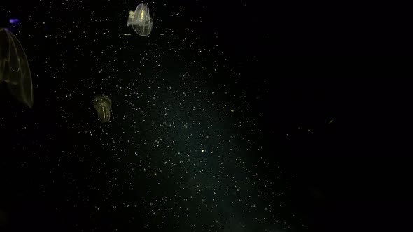 Jellyfish - Bolinopsis sp. - Phacellophora Chamtschatica - Transparent jellyfish floating in the wat alt