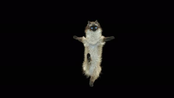 Cat Dancing 4K alt
