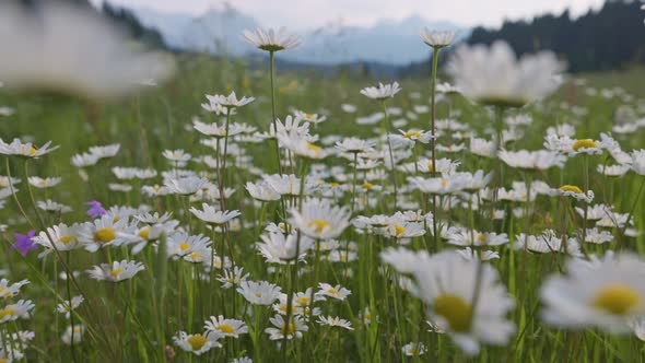 Camera Moves Between Flowers Insects Fly Around alt