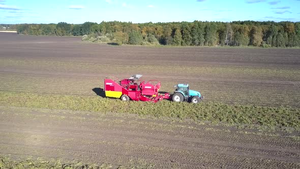 Close Tractor Pulls Harvester on Uncut Potato Field Strip alt