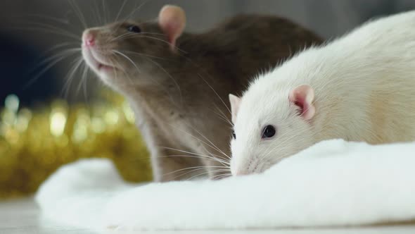 Rats are symbol of the coming 2020 new year alt