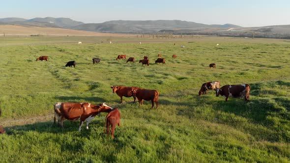 Aerial View of Meadow and Herd of Cows