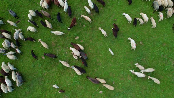 Sheep Herd alt