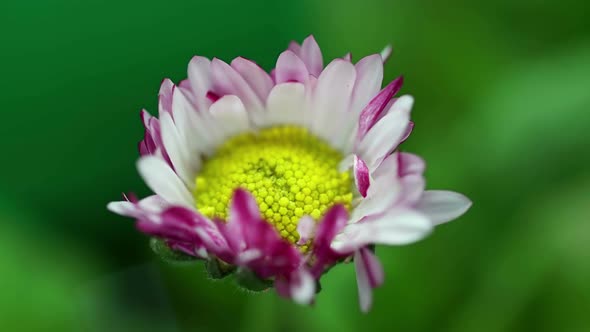 Pink Daisy Spring Flower Opening Its Blossom Blooming Timelapse Nature Process Germination on Green