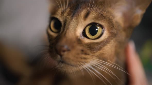 Macro View Young Abyssinian Cat Looking at Camera with Wide Open Eyes alt