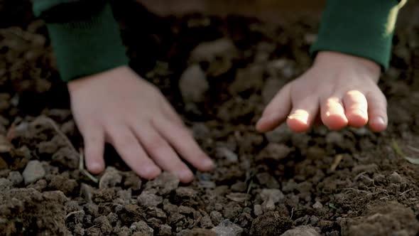 Ecological Garden alt