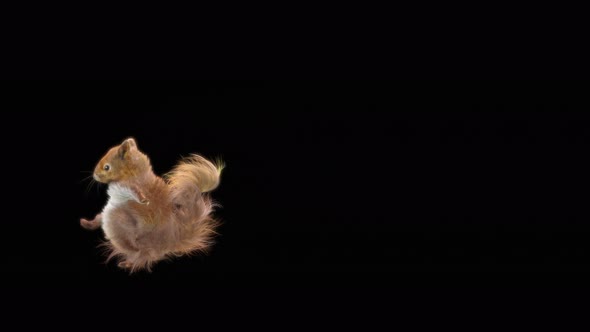 Squirrel Dancing 4K alt