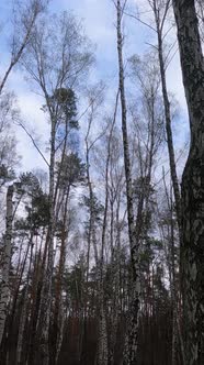 Vertical Video of the Birch Forest with Birches in the Afternoon alt