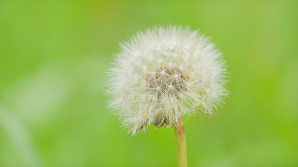 Dandelion