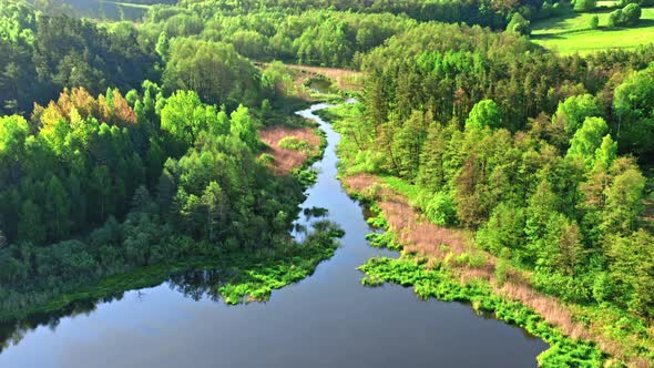 River, lake and green forest in spring at sunrise. alt