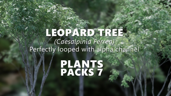 LEOPARD TREE (Caesalpinia Ferrea) Looped Plants