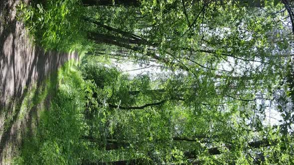 Vertical Video Aerial View Inside a Green Forest with Trees in Summer alt