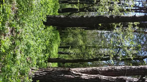 Vertical Video of Green Forest During the Day alt