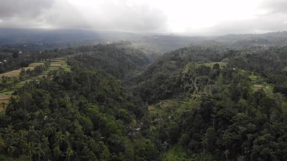 Aerial Drone View of Jungle in Bali