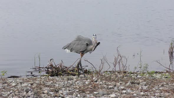  Great Blue Heron With A Fish