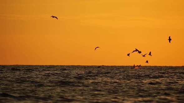 A Flock of Seagulls Fly and Fish in the Sea alt