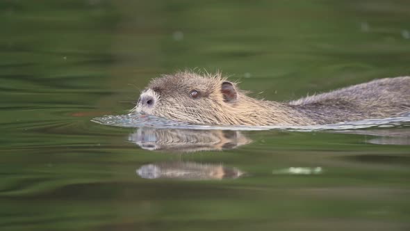 Adorable Wild Coypu Nutria (Myocastor coypus) Swimming In Calm Water, Close Up alt