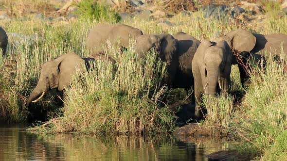 Feeding African Elephants - Kruger National Park alt