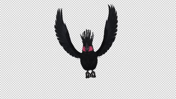 Black Parrot - Palm Cockatoo - Flying Loop - Front View - Alpha Channel alt