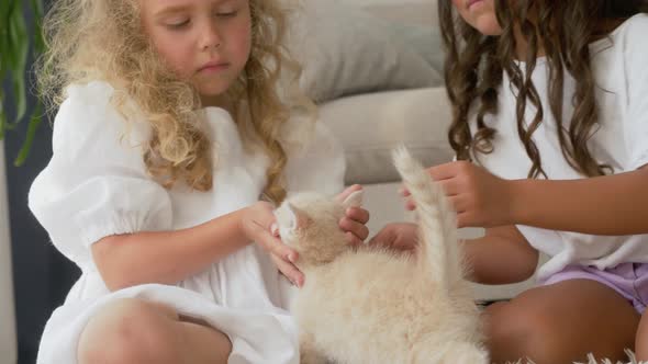 Two little girls playing with Scottish Fold kittens at home.