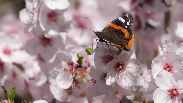 Almond tree during the spring season alt