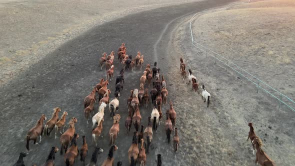 Wild Horses Running. Herd of Horses, Mustangs Running on Steppes To River.  Hdr Slow Motion alt