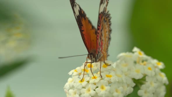 Macro shot of monarch butterfly collecting nectar from yellow flower in nature during spring season alt