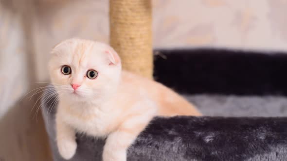 Beige Kitten Scottish Fold Breed on Bed Near the Scratching Posts