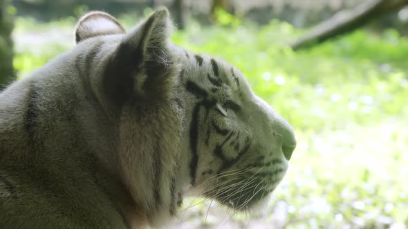Closeup Balinese White Tiger with Black Stripes and Blue Eyes