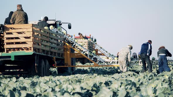 Combine Conveyors with Workers Using Them to Load Cabbage alt