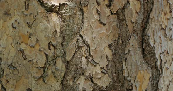 details of bark of Austrian pine or black pine ( Pinus Nigra) alt