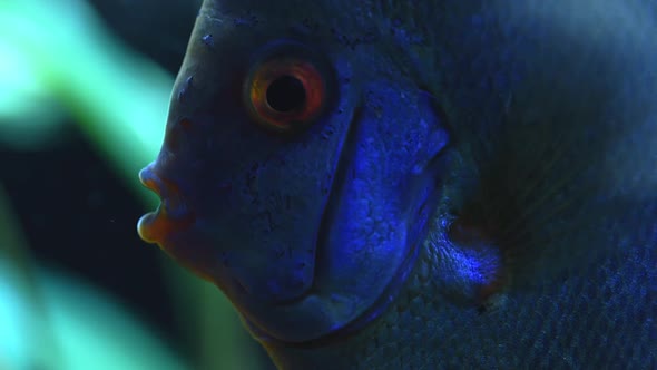 Close Up View of Blue Colored Discus Aquarium Fish.