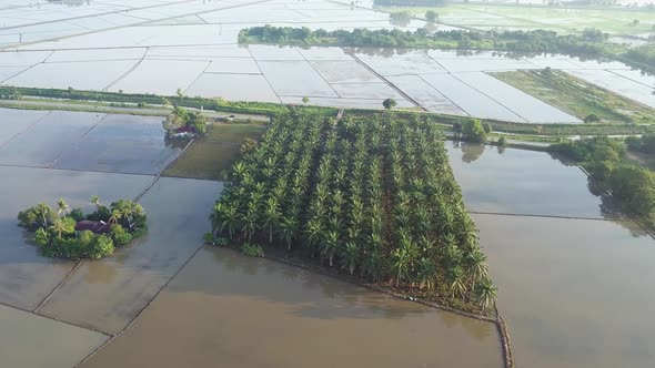 Aerial view tracking oil palm estate in flood paddy field alt