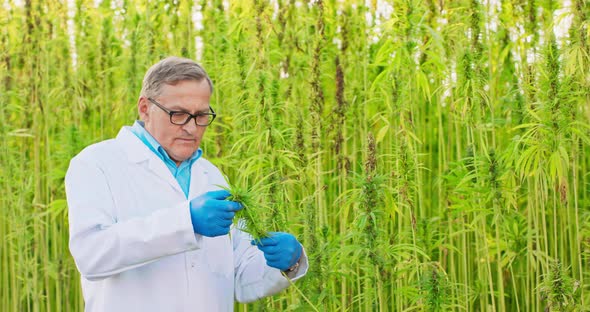 Portrait of Scientist Checking and Analizing Hemp Plants Concept of Herbal Alternative Medicinecbd alt