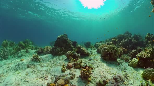 Underwater World Coral Reef alt