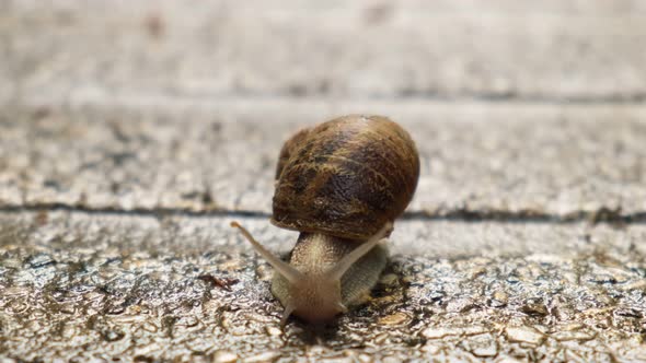 Snail coming towards camera on wet stone floor