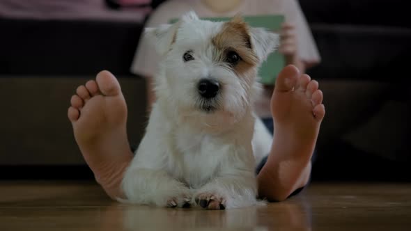 Young Girl Sitting on the Floor with Her Dog Jack Russell Terrier and Working on a Smartphone Tablet alt