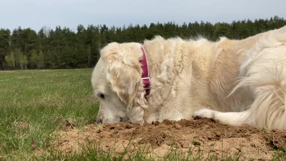 Funny Video  Golden Retriever Digs a Hole in the Field