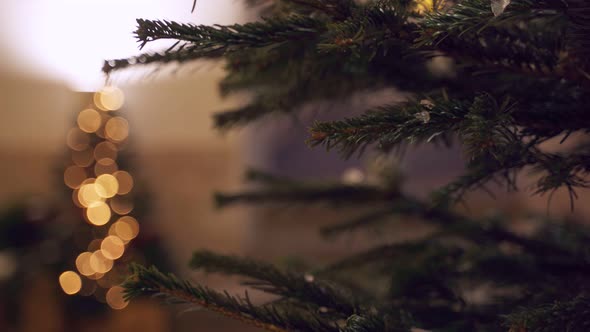 Branches of Christmas Tree in Evening