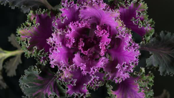 Growth of Decorative Purple Cabbage