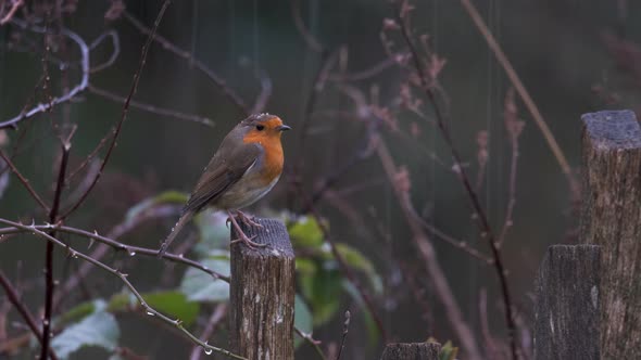 Bird In Rain Robin Red Breast 4K Detailed