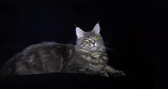Blue Blotched Tabby Maine Coon Domestic Cat, Female laying against Black Background alt