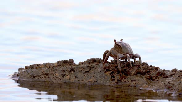 Neohelice granulata sitting on rock in intertidal zone; vivid silhouette against background alt