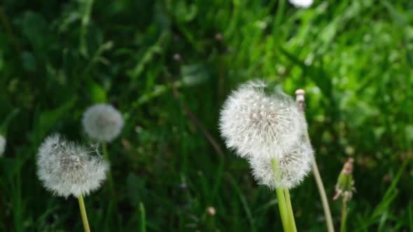 Dandelion